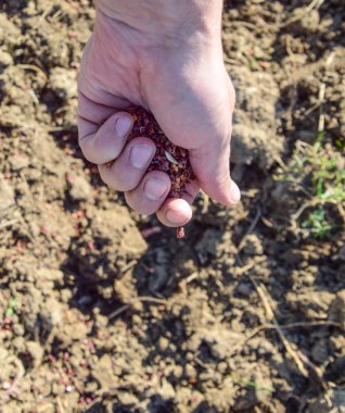 Mısır kontrolden Ekim