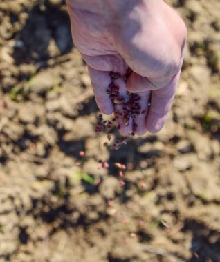 Mısır kontrolden Ekim