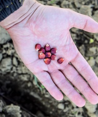 Mısır kontrolden Ekim