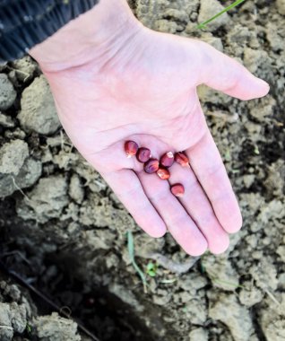 Mısır kontrolden Ekim