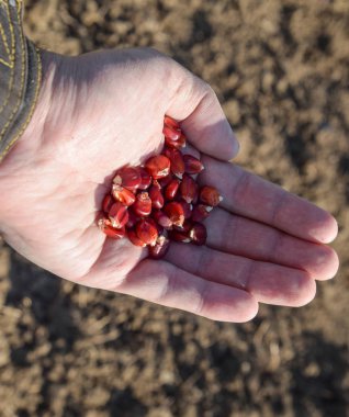 Mısır kontrolden Ekim