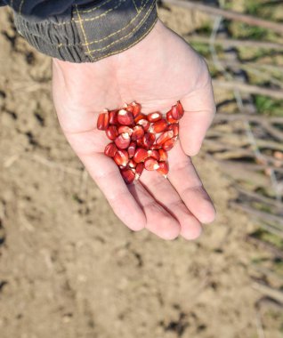 Mısır kontrolden Ekim