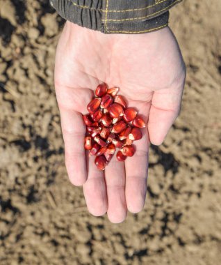 Mısır kontrolden Ekim