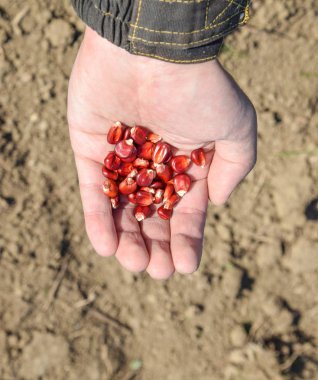 Mısır kontrolden Ekim