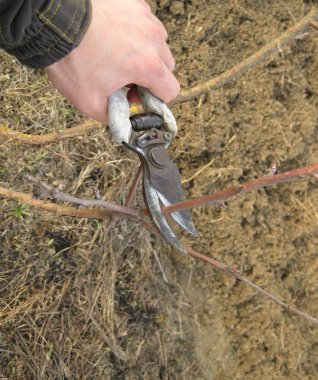 budama makası ağaçlar