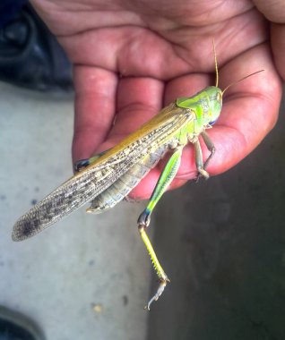 Çekirge elini üzerinde. orthopteran böcek.