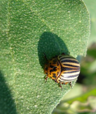 Colorado böceği bir patates yaprağı üzerinde oturur ve yiyor