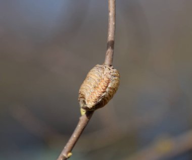 Bir ağacın dalları üzerinde ootheca Peygamber devesi. Böcek yumurta