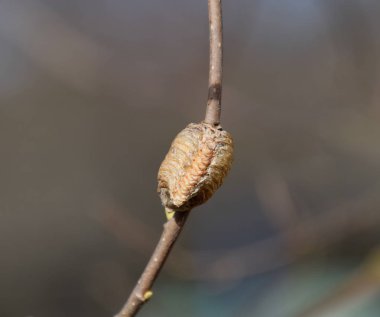 Bir ağacın dalları üzerinde ootheca Peygamber devesi. Böcek yumurta