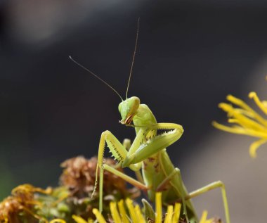 Dişi peygamberdevesi religios. Yırtıcı böcekler mantis