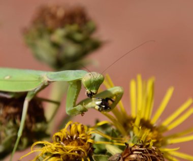Dişi peygamberdevesi merhametsiz yaban arısı
