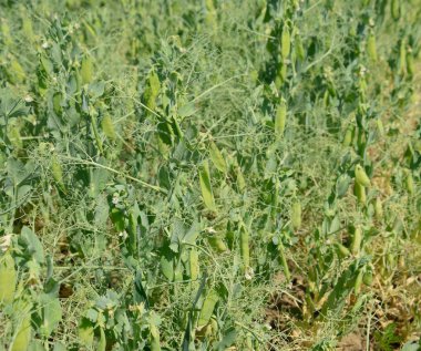 Yeşil bezelye alanında. Bezelye alanında büyüyor. Sapları ve po