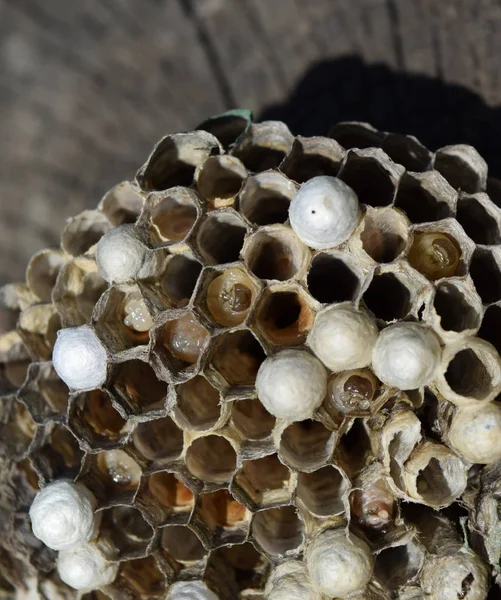 スズメバチなしの巣。捕獲された荒廃した巣のスズメバチ。ハニカム — ストック写真