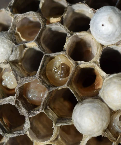 Larwy w strukturze plastra miodu hornet's nest. — Zdjęcie stockowe