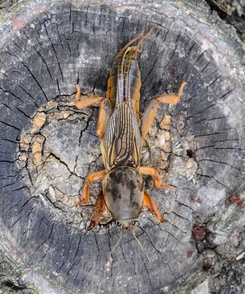 Gryllotalpa gryllotalpa på att skära av gamla stubben. Skadegörare i trädgården planteringar. — Stockfoto