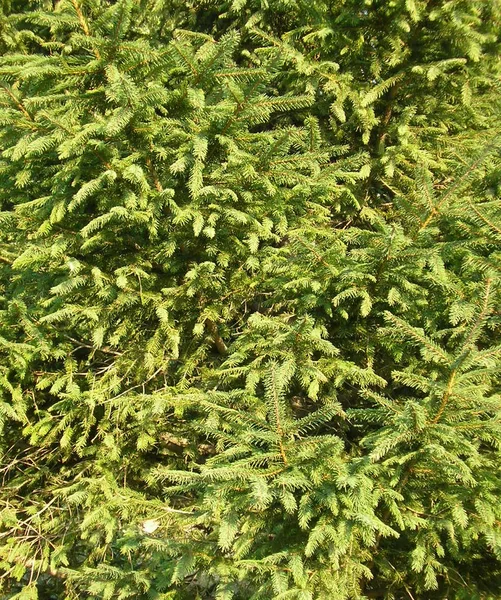 FIR tree nålar. bakgrund — Stockfoto