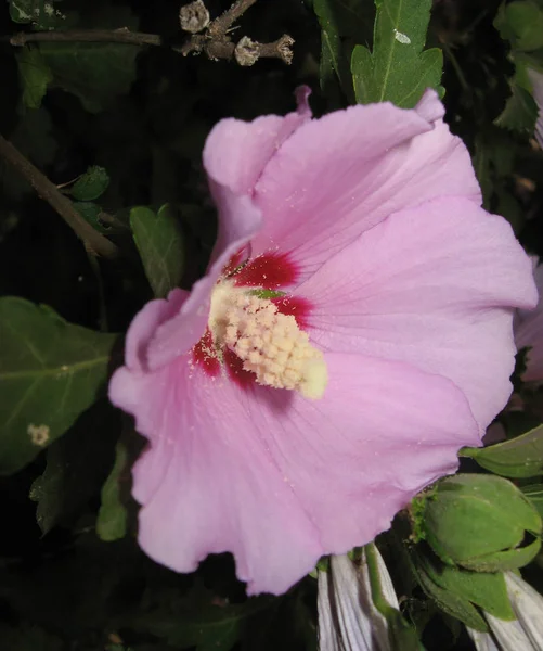 Flower mallow pink color — Stock Photo, Image