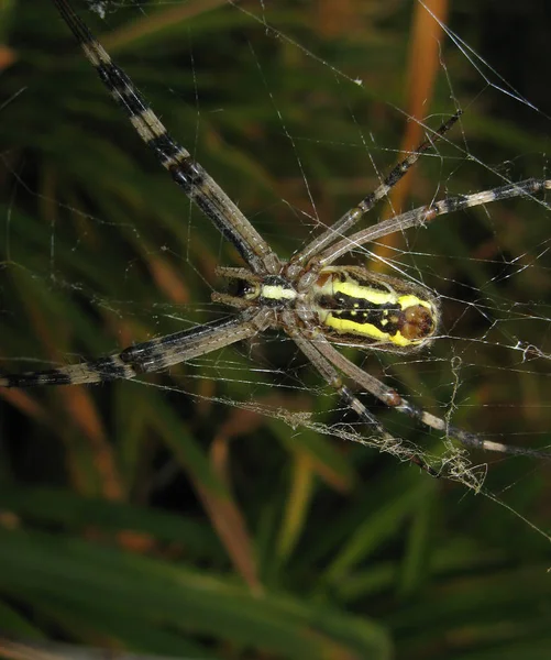 Web 上の Argiopa スパイダー — ストック写真