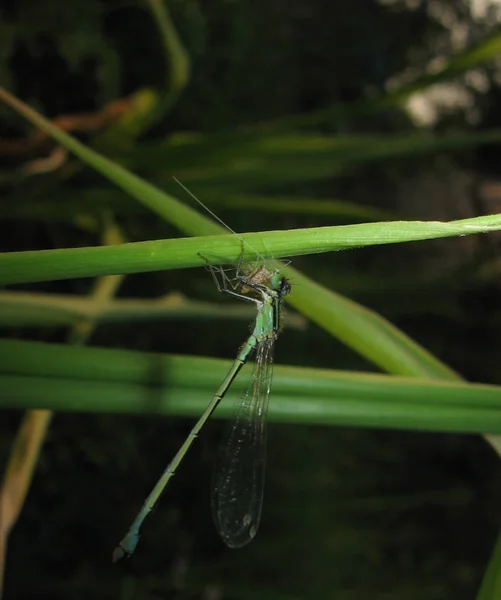 Die blaue Libelle sitzt auf einem Gras — Stockfoto