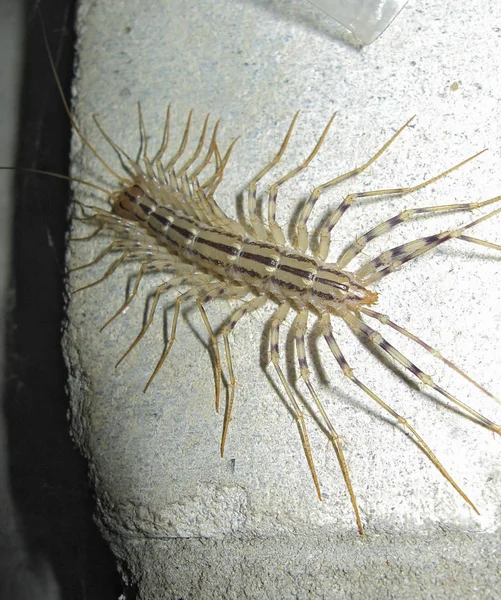 Centipede on concrete — Stock Photo, Image