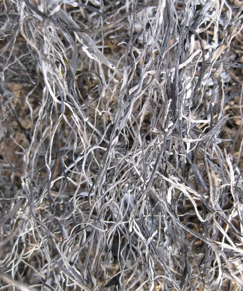 Фон из пепла сгоревшей травы — стоковое фото