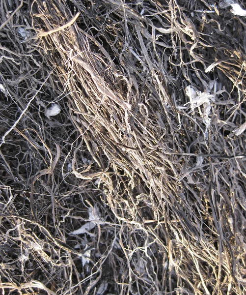 Yanmış çim küllerinden arka plan — Stok fotoğraf