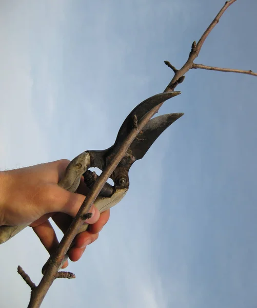Prořezávání stromů nůžky — Stock fotografie
