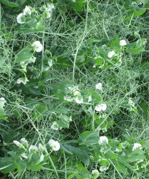 Piselli in fiore sul campo. Fioritura di legumi. Fiori di pisello — Foto Stock