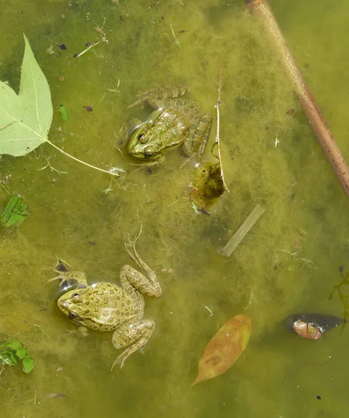 Rana en el agua. Un estanque cubierto con una rana . —  Fotos de Stock