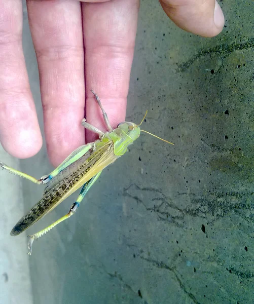 Kobylky na mužovu ruku. orthopteran hmyz. — Stock fotografie