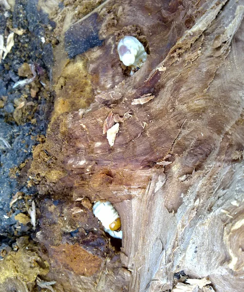 Larva de um besouro de casca em um toco podre . — Fotografia de Stock