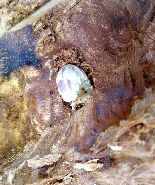 Larva de un escarabajo de corteza en un muñón podrido . — Foto de Stock