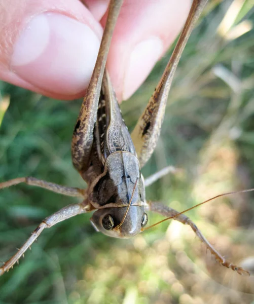 Un saltamontes marrón en los bolsillos del hombre. las mandíbulas de un saltamontes . — Foto de Stock