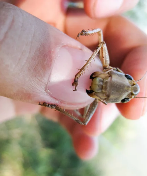 Un saltamontes marrón en los bolsillos del hombre. las mandíbulas de un saltamontes . — Foto de Stock