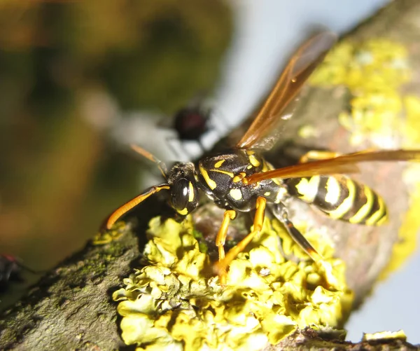 En hveps på en gren. Hymenoptera insekt . - Stock-foto