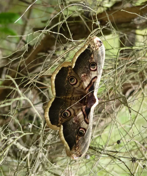 Borboleta de um grande olho de pavão da noite . — Fotografia de Stock