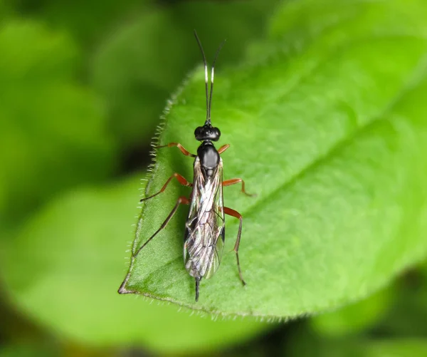 (Ichneumonidae). prawdziwym jeźdźcem. Owad Hymenoptera. — Zdjęcie stockowe