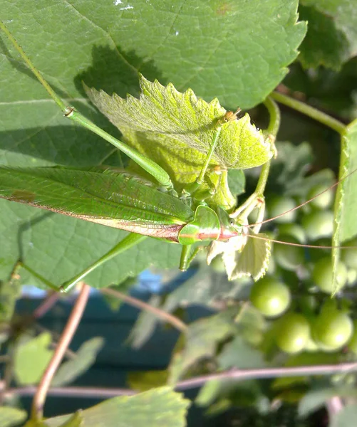 Eine grüne Heuschrecke auf dem Laub der Weinberge — Stockfoto