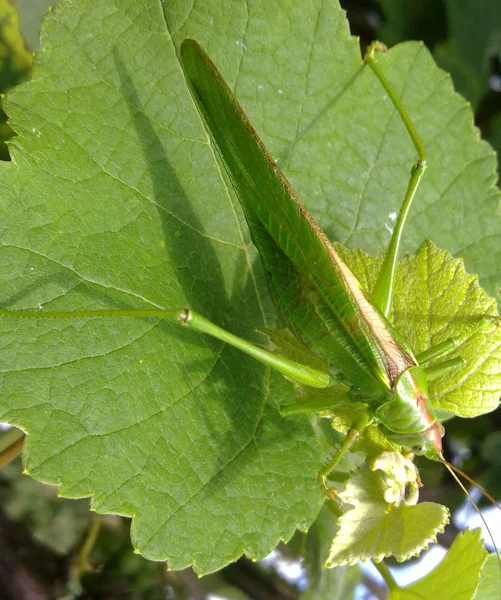 Un saltamontes verde en el follaje del viñedo — Foto de Stock