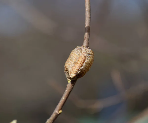 Mantis de Ootheca en las ramas de un árbol. Los huevos del insecto — Foto de Stock