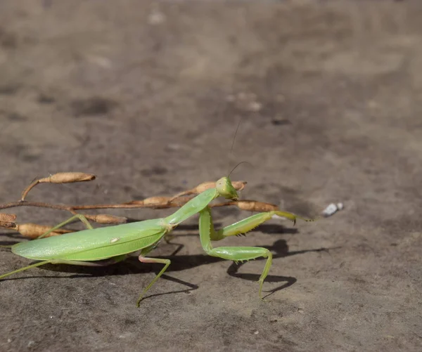 Το θηλυκό mantis religios. ΜΑΝΤΗΣ αρπακτικά έντομα — Φωτογραφία Αρχείου