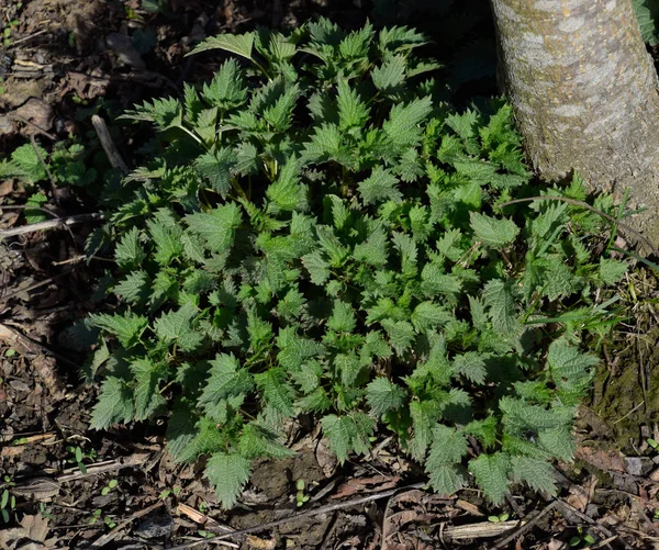 Jonge brandnetel in een tuin — Stockfoto