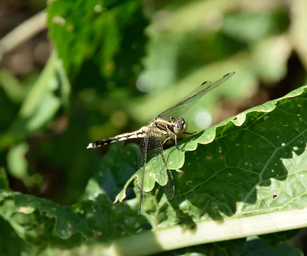 Dragonfly on a leaf of horseradish — Stock Photo, Image