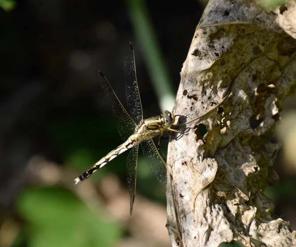 Dragonfly on a leaf of horseradish — Stock Photo, Image