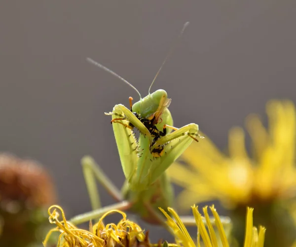 La femelle qui prie est une guêpe dévorante — Photo