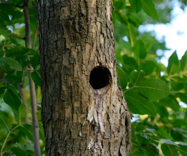 A hollow in the trunk of a tree. A natural nest of birds — Stock Photo, Image