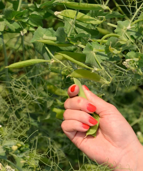 Yeşil bezelye. Pods bezelye. Bezelye alan. — Stok fotoğraf