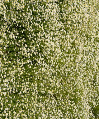 Papatya çiçeği. İlaç papatya. Tıbbi bitki papatya, çiçekli.