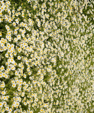 Papatya çiçeği. İlaç papatya. Tıbbi bitki papatya, çiçekli.