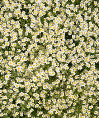 Papatya çiçeği. İlaç papatya. Tıbbi bitki papatya, çiçekli.